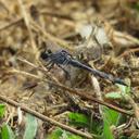 Image of Erythrodiplax nigricans imported from iNaturalist.