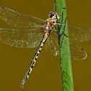 Image of Hemicordulia australiae imported from iNaturalist.