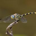 Image of Ictinogomphus ferox imported from iNaturalist.