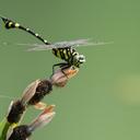 Image of Ictinogomphus rapax imported from iNaturalist.