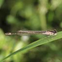 Image of Ischnura graellsii imported from iNaturalist.