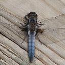 Image of Ladona deplanata imported from iNaturalist.