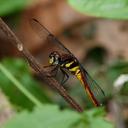 Image of Lyriothemis bivittata imported from iNaturalist.