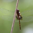 Image of Miathyria simplex imported from iNaturalist.