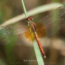 Image of Neurothemis intermedia imported from iNaturalist.