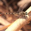 Image of Onychogomphus lefebvrii imported from iNaturalist.