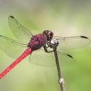 Image of Orthemis macrostigma imported from iNaturalist.