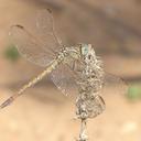 Image of Orthetrum angustiventre imported from iNaturalist.