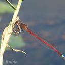 Image of Oxyagrion rubidum imported from iNaturalist.