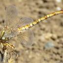 Image of Paragomphus pumilio