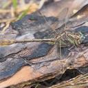 Image of Phanogomphus minutus imported from iNaturalist.