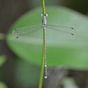 Image of Platylestes platystylus imported from iNaturalist.