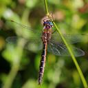 Image of Procordulia jacksoniensis imported from iNaturalist.