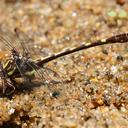 A male Common Sanddragon in its typical pose on the sandy edge of a creek.