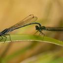 Image of Pseudagrion furcigerum imported from iNaturalist.