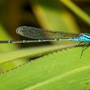 Image of Pseudagrion microcephalum imported from iNaturalist.