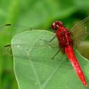 Image of Rhodothemis rufa imported from iNaturalist.