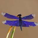 Image of Rhyothemis cognata imported from iNaturalist.