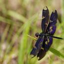 Image of Rhyothemis fenestrina imported from iNaturalist.