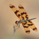 Image of Rhyothemis graphiptera imported from iNaturalist.