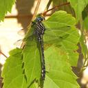 Image of Stylurus notatus imported from iNaturalist.