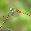 Image of Sympetrum ambiguum imported from iNaturalist.