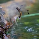 Image of Thermorthemis madagascariensis imported from iNaturalist.