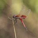 Image of Tramea virginia imported from iNaturalist.