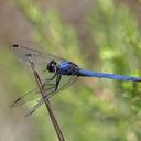 Image of Trithemis dorsalis imported from iNaturalist.