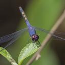 Image of Trithemis festiva imported from iNaturalist.