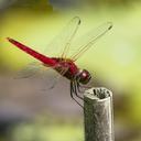 Image of Urothemis signata imported from iNaturalist.