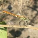 Image of Sympetrum tibiale imported from iNaturalist.