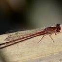 Image of Andinagrion saliceti imported from iNaturalist.