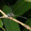 Image of Malgassophlebia mayanga imported from iNaturalist.