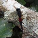 Image of Aethiothemis erythromelas imported from iNaturalist.