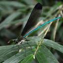 Image of Atrocalopteryx melli imported from iNaturalist.