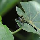 Image of Heliogomphus retroflexus imported from iNaturalist.