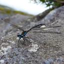 Image of Caledopteryx sarasini imported from iNaturalist.