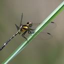 Image of Neodythemis campioni imported from iNaturalist.