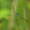 Image of Mortonagrion selenion imported from iNaturalist.