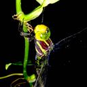 Image of Castoraeschna coronata imported from iNaturalist.