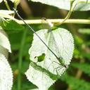 Image of Ormenophlebia saltuum imported from iNaturalist.