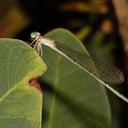 Image of Africallagma sinuatum imported from iNaturalist.