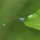 Image of Allocnemis marshalli imported from iNaturalist.