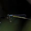 Image of Minagrion ribeiroi imported from iNaturalist.