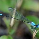 Image of Argia apicalis imported from iNaturalist.