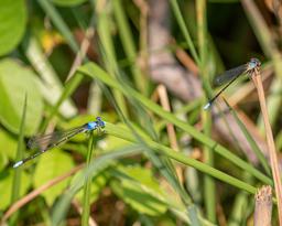 Adult Male on left and Sub Adult male on right