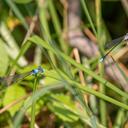 Adult Male on left and Sub Adult male on right