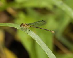 Adult Female Blue-fronted Dancer