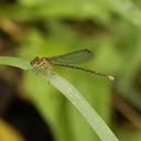Adult Female Blue-fronted Dancer